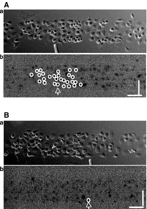 Fig. 6