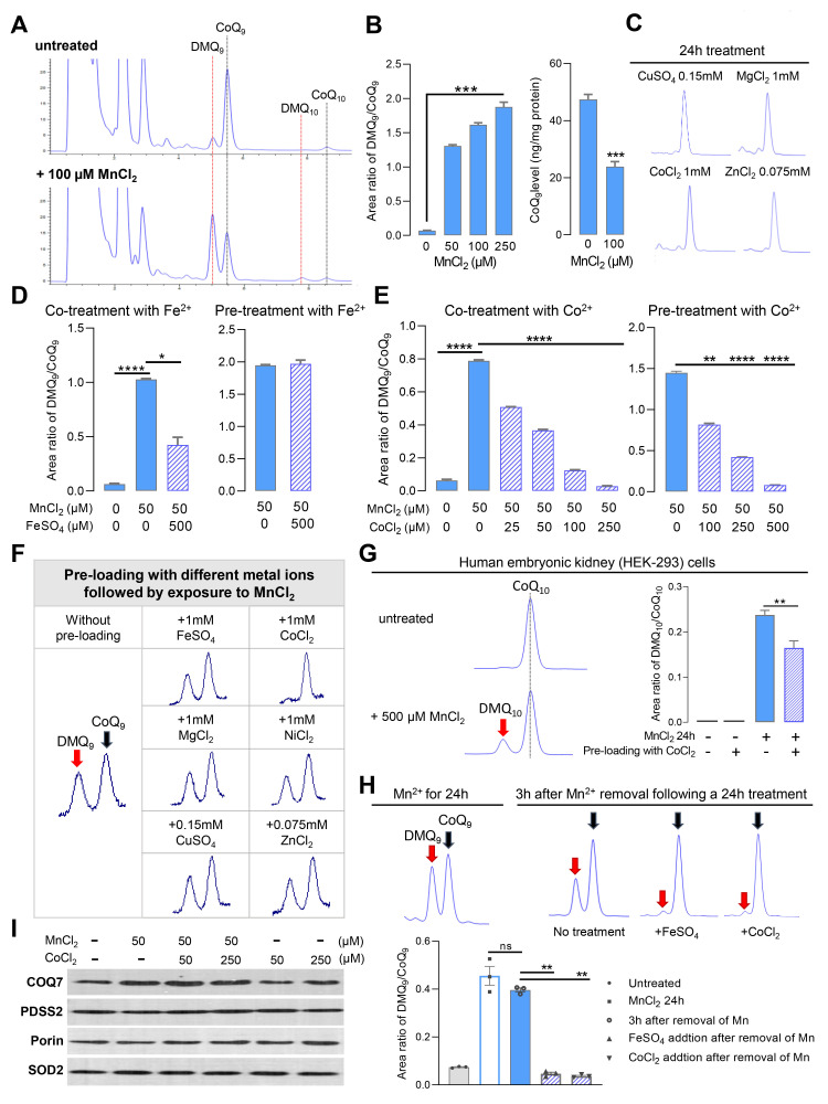 
Figure 1.

Mn
2+
exposure results in a decrease of COQ7 activity, which can be inhibited by Co
2+
.

