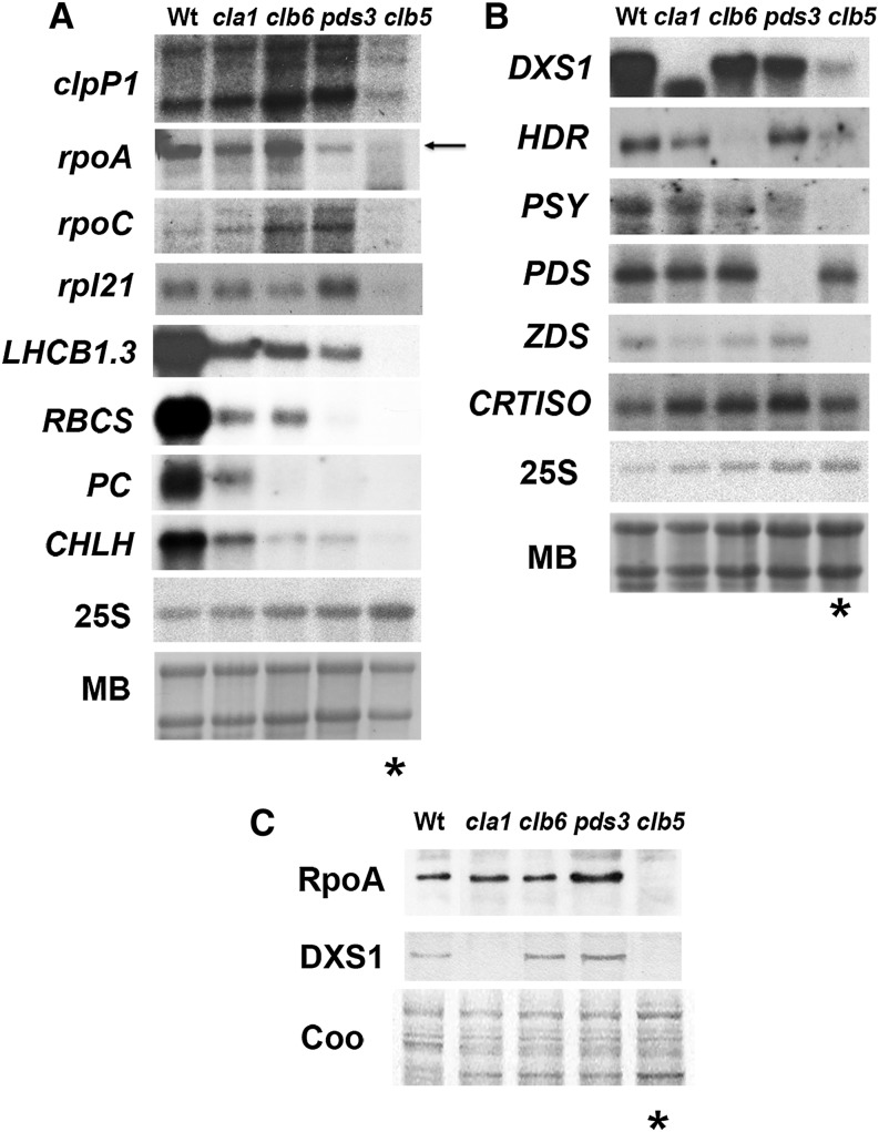 Figure 5.