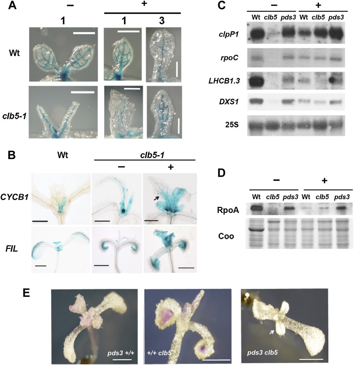 Figure 6.