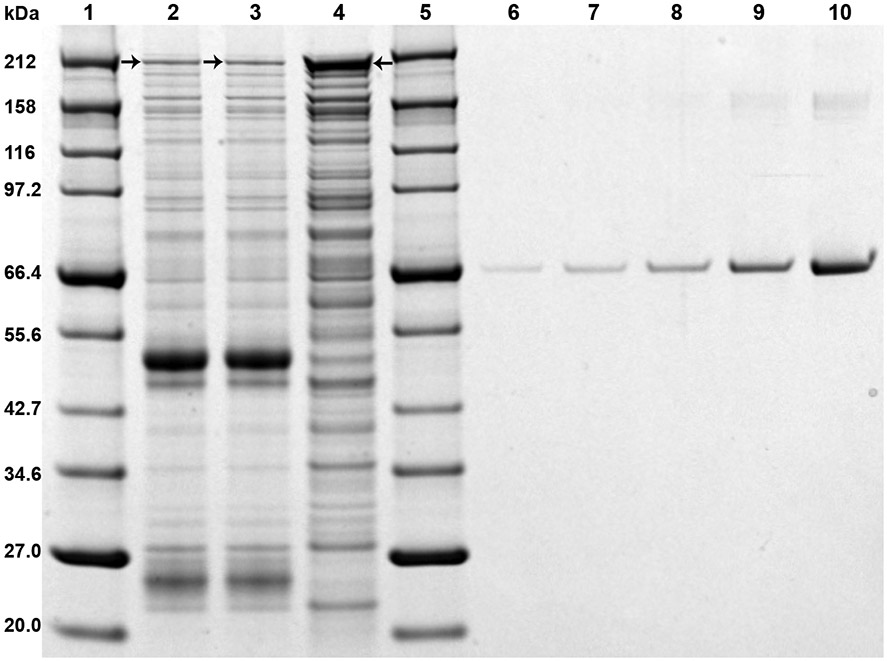 Fig. 2