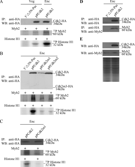 FIGURE 5.