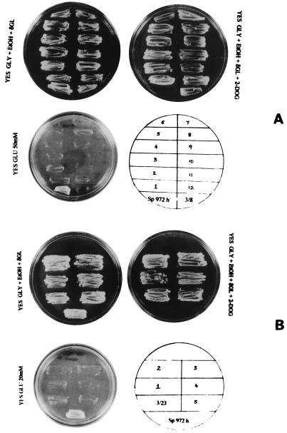 FIG. 5
