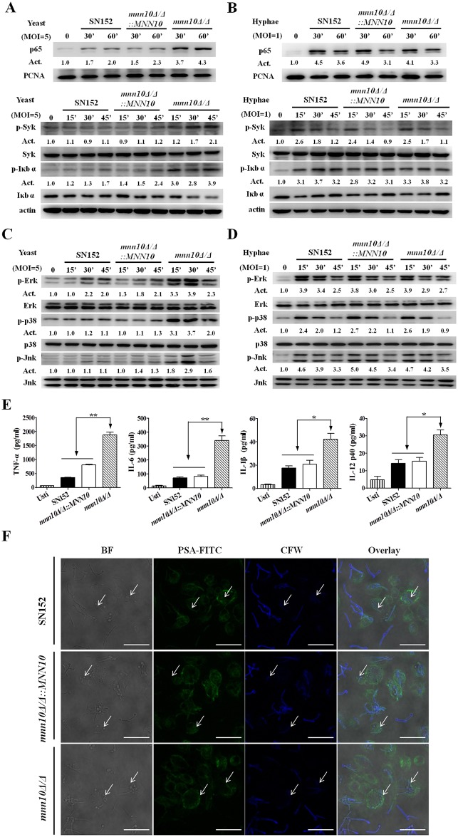 Fig 6