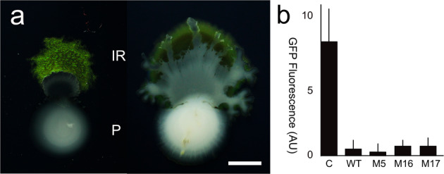 Fig. 6