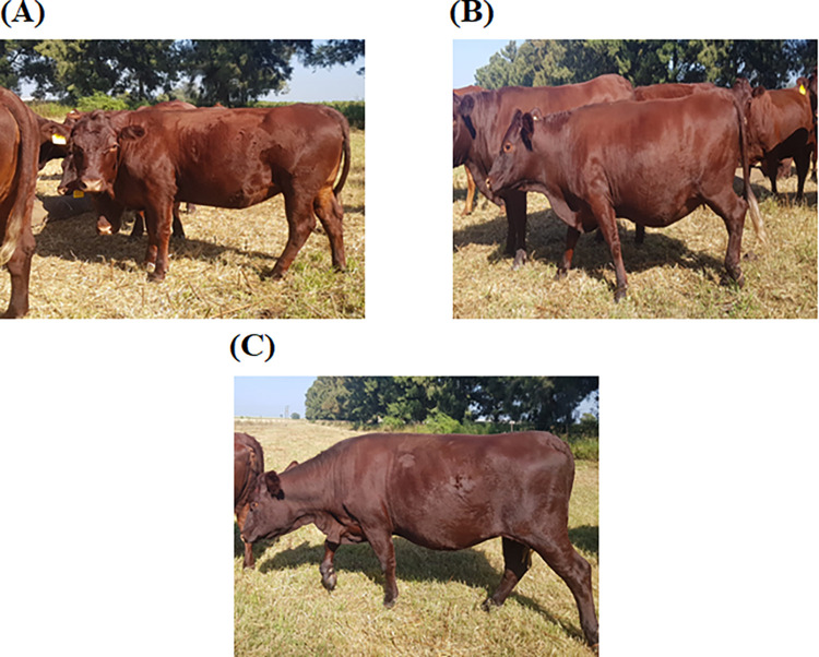 Fig 2
