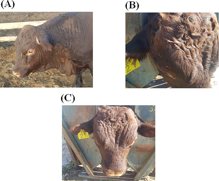 Fig 1
