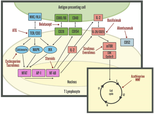 Figure 3