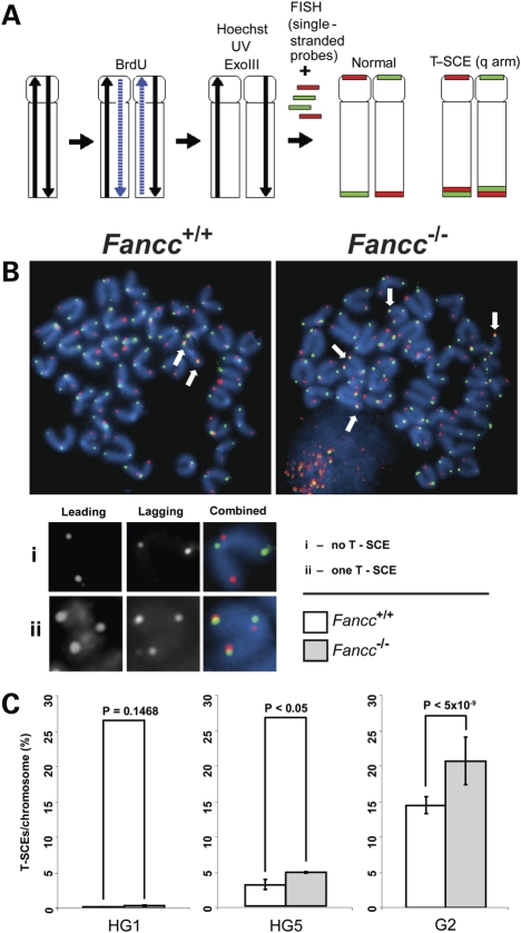 Figure 7.