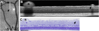 Fig. 7
