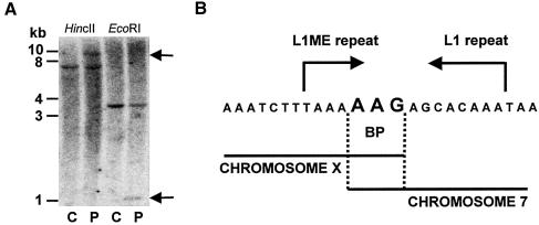 Figure  2