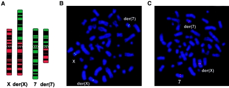 Figure  1