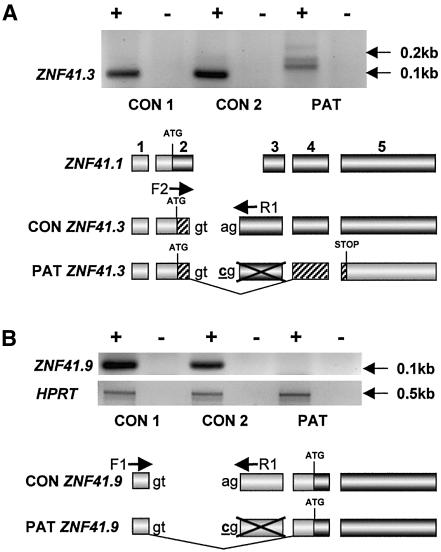 Figure  5