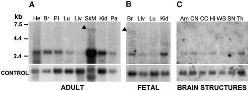 Figure  6