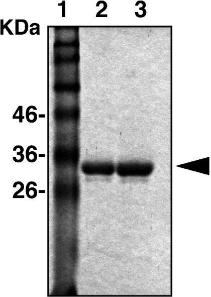 Fig. 3