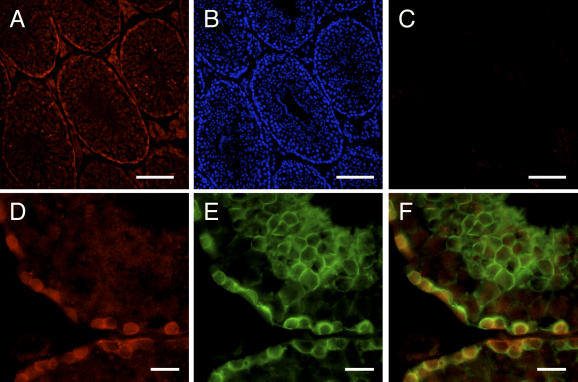 Fig. 7