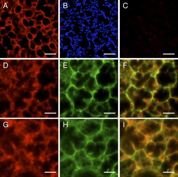 Fig. 6