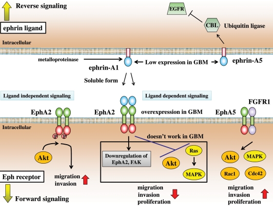 Fig. 2.