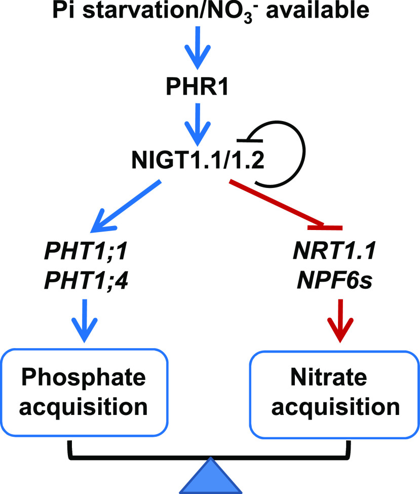 Figure 11.