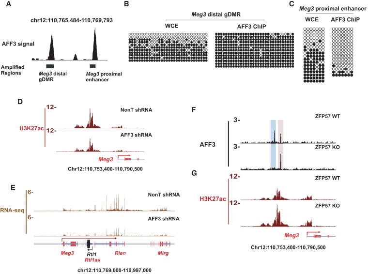 Regulation of the imprinted Dlk1-Dio3 locus by allele-specific enhancer ...