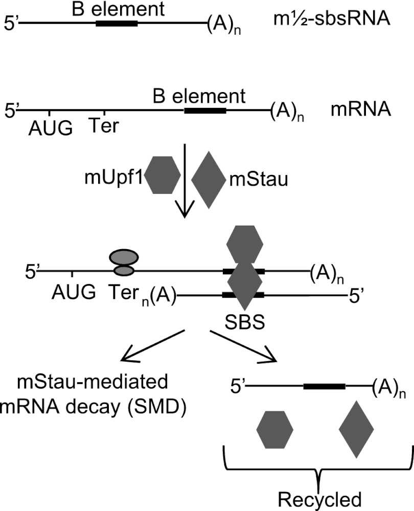 Figure 7.