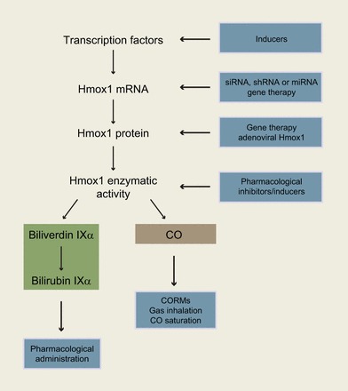 FIGURE 12.