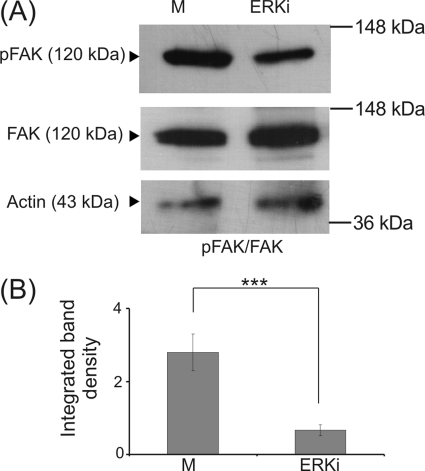 FIGURE 11.