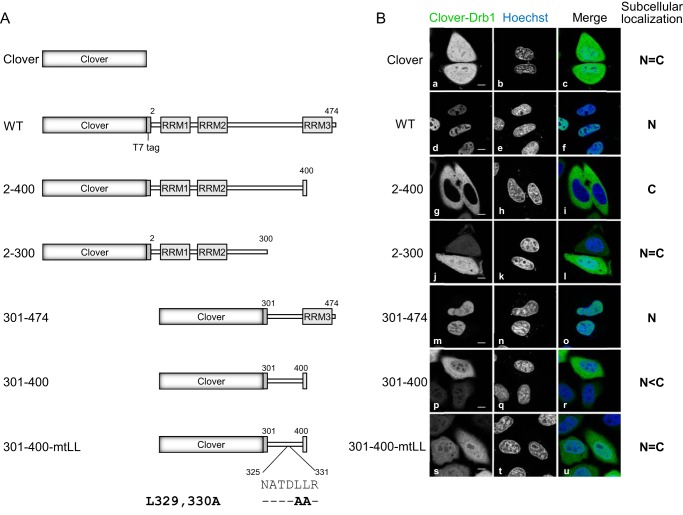 FIGURE 4.