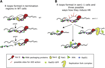 Figure 7