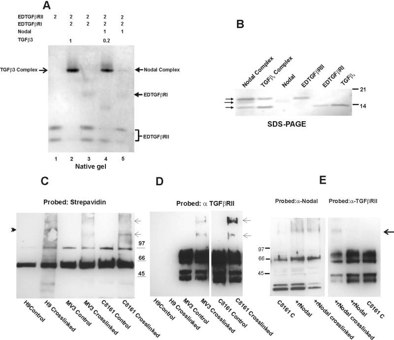 Fig.2