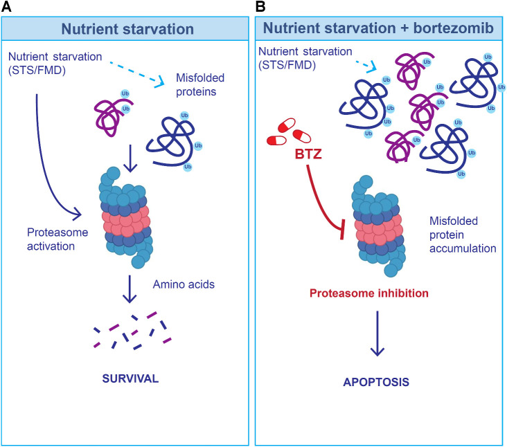 Figure 7. Hypothetical model to explain the cooperative anti-CLL effect of fasting/FMD and bortezomib (BTZ). A, Because nutrient starvation slows down protein synthesis, at least in part as a result of reduced extracellular insulin and IGF1 concentration, it could result in the accumulation of misfolded proteins, which are degraded via the proteasome. B, When the proteasome is inhibited (through bortezomib) during starvation conditions, misfolded proteins cannot be timely degraded, and they may accumulate in the cytoplasm, with the results of an increased CLL cell toxicity.