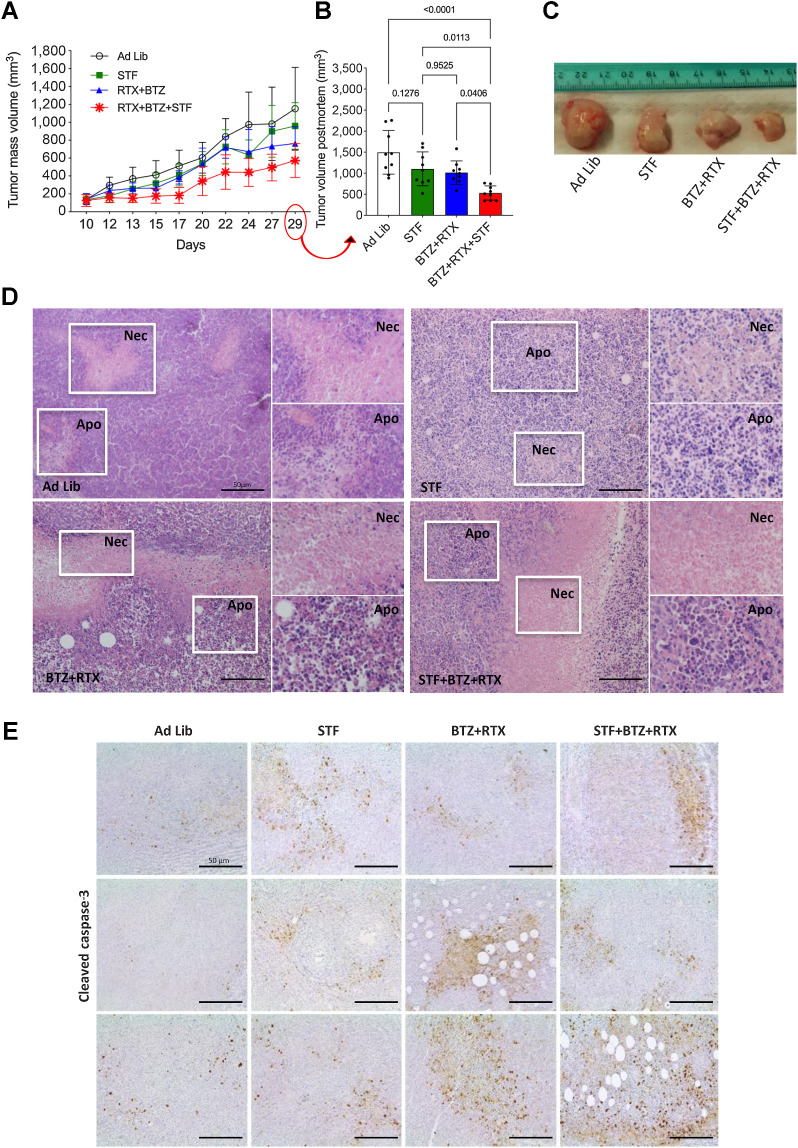 Figure 5. Cyclic fasting and bortezomib + rituximab cooperate in retarding the growth of subcutaneous CLL masses. A, Experimental scheme of cyclic fasting and bortezomib (BTZ) + rituximab (RTX) in subcutaneous mouse CLL model (MEC1 cells). Each of the indicated treatments was administered for three cycles. B, Bar plots representing the volume of subcutaneous tumor masses collected at the end of the experiment and estimated through the formula indicated in Materials and Methods. C, Picture of some tumor masses after dissection. D, H&E-stained tumor sections from subcutaneous tumor masses explanted at the end of the experiment. Necrotic (Nec) and/or apoptotic areas (Apo) are visible in all experimental group (white boxes and higher magnifications). Scale bar, 50 μm. E, IHC analysis of cleaved caspase-3 expression in tumor masses collected at the indicated time points from animals exposed to the indicated treatment conditions. Three pictures are shown for each treatment condition.