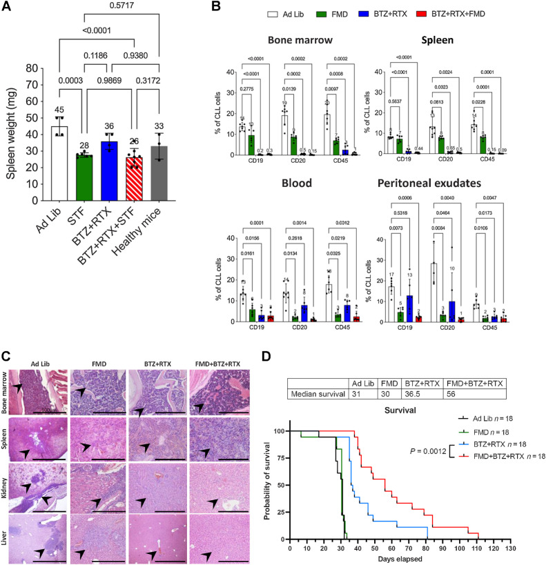 Figure 6. Cyclic FMD plus bortezomib + rituximab retards CLL progression in an intravenous CLL model. A, Spleen weight (mg) modifications over the time and under the indicated treatment conditions are represented. B, Effect of FMD, bortezomib + rituximab, or their combination, on the percentage of CLL cells in the bone marrow, spleen, blood and peritoneal exudates, as evaluated by FACS analysis. At the end of experimental procedures, cells collected from the indicated organs or tissues were analyzed by flow cytometry after staining with mAb against human CD19, CD20, and CD45 to identify leukemic B cell populations. Ad lib + Vehicle, N = 8; FMD: Fasting-mimicking diet + vehicle, N = 6; bortezomib + rituximab: Ad lib + bortezomib (0.35 mg/kg) + rituximab (10 mg/kg) once a week for 3 weeks (days 7, 14, 21), N = 7; FMD + bortezomib + rituximab: FMD + bortezomib (0.35 mg/kg once a week) + rituximab (10 mg/kg) once a week for 3 weeks (days 7, 14, 21), N = 7. C, H&E staining of bone marrow, spleen, kidney, and liver. Ad lib + Vehicle, N = 8; FMD: + vehicle, N = 6; bortezomib + rituximab: Ad lib + bortezomib (0.35 mg/kg) + rituximab (10 mg/kg) once a week for 3 weeks (days 7, 14, 21), N = 7; FMD + bortezomib + rituximab: fasting + bortezomib (0.35 mg/kg once a week) + rituximab (10 mg/kg) once a week for 3 weeks (days 7, 14, 21), N = 7. Each treatment was administered for three cycles. Black arrows and higer magnifications indicate hematoxylin-positive lymphocytes. Scale bar, 100 μm. D, Kaplan–Meier survival curves of mice randomly allocated to ad libitum diet (CTRL, N = 18), cyclic FMD (N = 18), bortezomib + rituximab (N = 18), or cyclic FMD+ bortezomib + rituximab (N = 18) in an intravenous CLL murine model. Bortezomib was administered up to a maximum of 5 cycles. FMD and rituximab were administered until unacceptable toxicities or animal death/sacrifice.