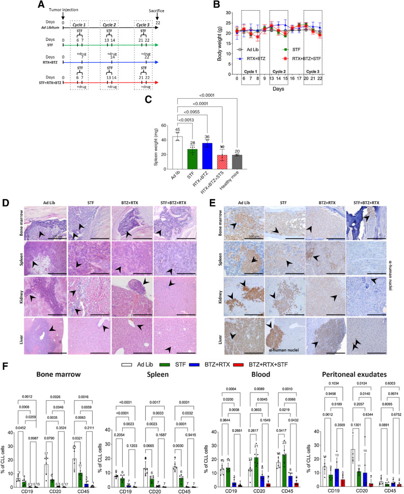 Figure 4. Cyclic fasting synergizes with bortezomib (BTZ)-rituximab (RTX) to retard CLL progression. A, Experimental scheme of fasting and BTX in an intravenous mouse CLL model (MEC1 cells). Three cycles of each of the indicated treatments were administered. B, Body weight (g) modifications over the time and under the indicated treatment conditions are represented. C, Spleen weight (mg) modifications over the time, and under the indicated treatment conditions, are represented. D, H&E staining of bone marrow, spleen, kidney, and liver. Ad lib + Vehicle, N = 8; STF + vehicle, N = 6; BTZ+RTX: Ad lib + bortezomib (0.35 mg/kg) + rituximab (10 mg/kg) once a week for 3 weeks (days 7, 14, 21), N = 7; STF + bortezomib +rituximab: Fasting + bortezomib (0.35 mg/kg once a week) + rituximab (10 mg/kg) once a week for 3 weeks (days 7, 14, 21), N = 7. Each treatment was administered for three cycles. Black arrows, lymphocytes. Scale bar, 100 μm E, Immune staining of several mouse tissues through anti-human nuclei antibody: eight-week-old NODSCID ilrg−/− female mice were injected intravenously with MEC1 cells, and the indicated tissues were collected and stained to identify the presence of human cells (leukemic lymphocytes; black arrows). Scale bar, 100 μm. Ad lib + vehicle, N = 8; STF = fasting + vehicle, N = 6; bortezomib + rituximab = Ad lib + bortezomib (0.35 mg/kg) + rituximab (10 mg/kg) once a week for 3 weeks (days 7, 14, 21), N = 7; STS + bortezomib + rituximab = fasting + bortezomib (0.35 mg/kg once a week) + rituximab (10 mg/kg) once a week for 3 weeks (days 7, 14, 21), N = 7. F, Effect of STF, bortezomib–rituximab, or their combination on CLL cell infiltration of the bone marrow, spleen, blood, and peritoneal exudates, as evaluated by FACS analysis. At the end of experimental procedures, cells collected from different organs or tissues were analyzed by flow cytometry after staining with mAb directed against human CD19, CD20, and CD45, respectively, to identify leukemic B-cell population. Ad lib + Vehicle, N = 7; STF = fasting + vehicle, N = 6; bortezomib + rituximab = Ad lib + bortezomib (0.35 mg/kg) + rituximab (10 mg/kg) once a week for 3 weeks (days 7, 14, 21), N = 7; STF + BTZ + RTX = fasting + bortezomib (0.35 mg/kg once a week) + rituximab (10 mg/kg) once a week for 3 weeks (days 7, 14, 21), N = 7.