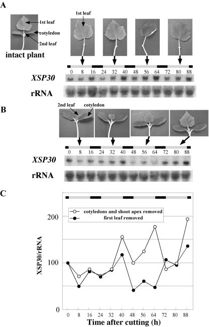 Figure 5.