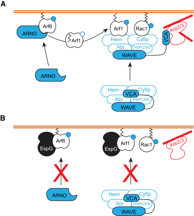 Figure 6