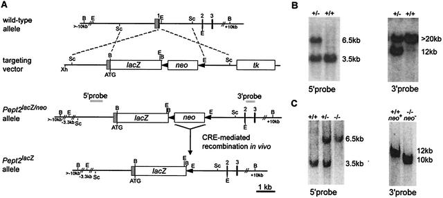 FIG. 1.