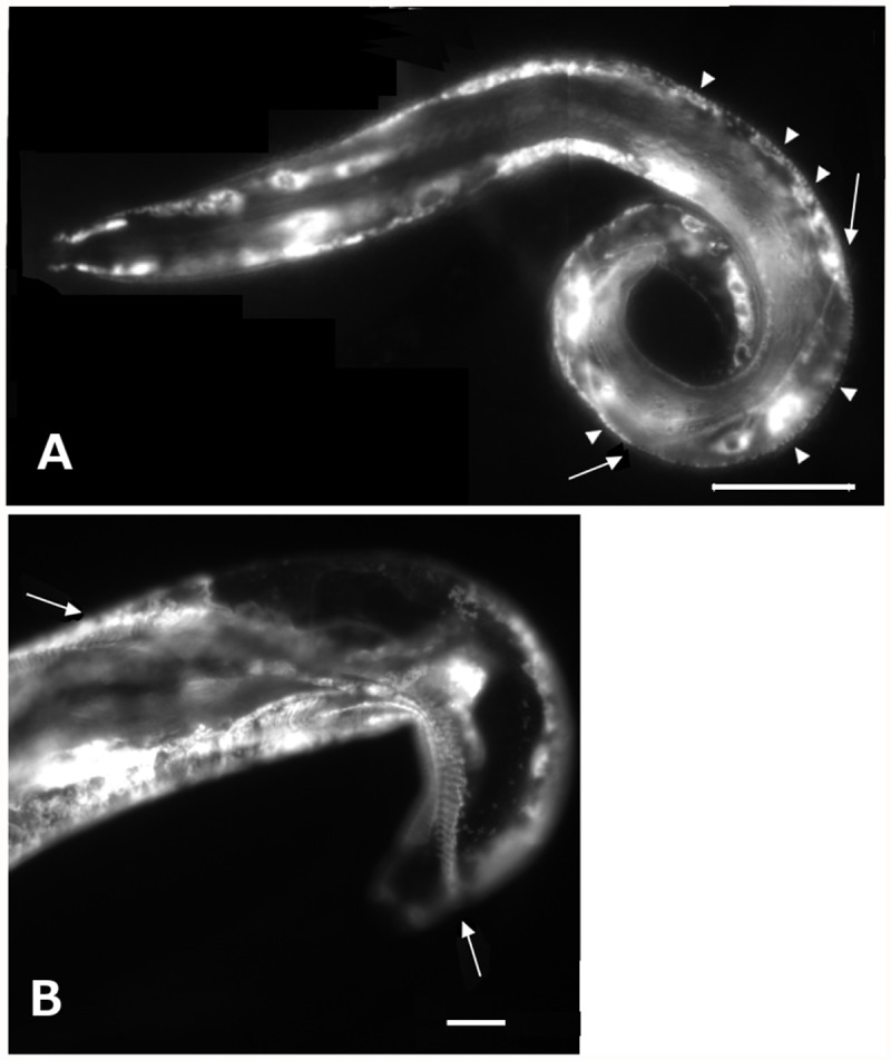 Fig 3