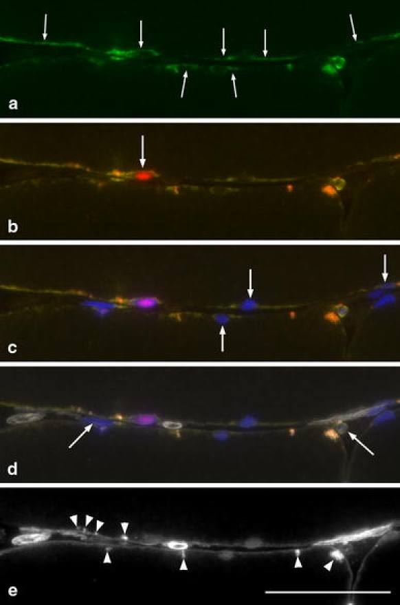 Fig. 10