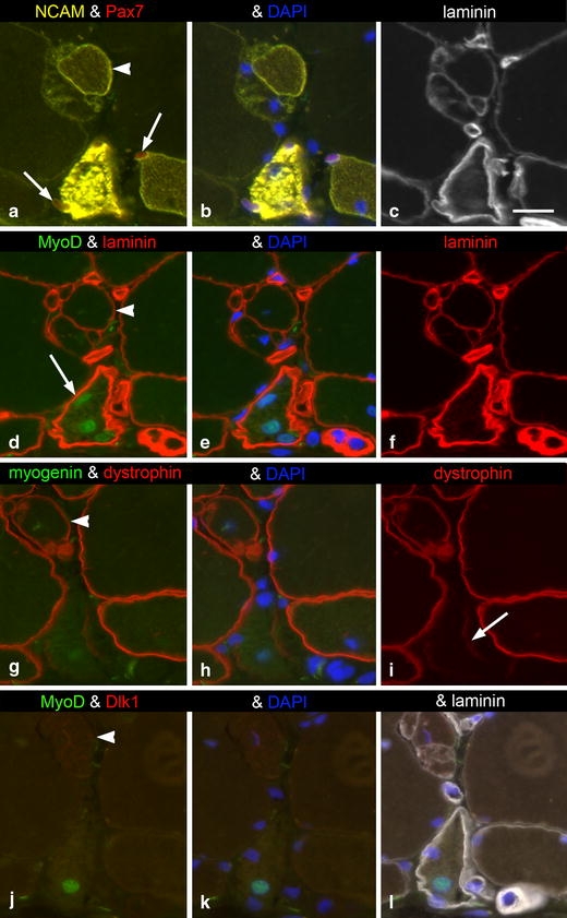 Fig. 4