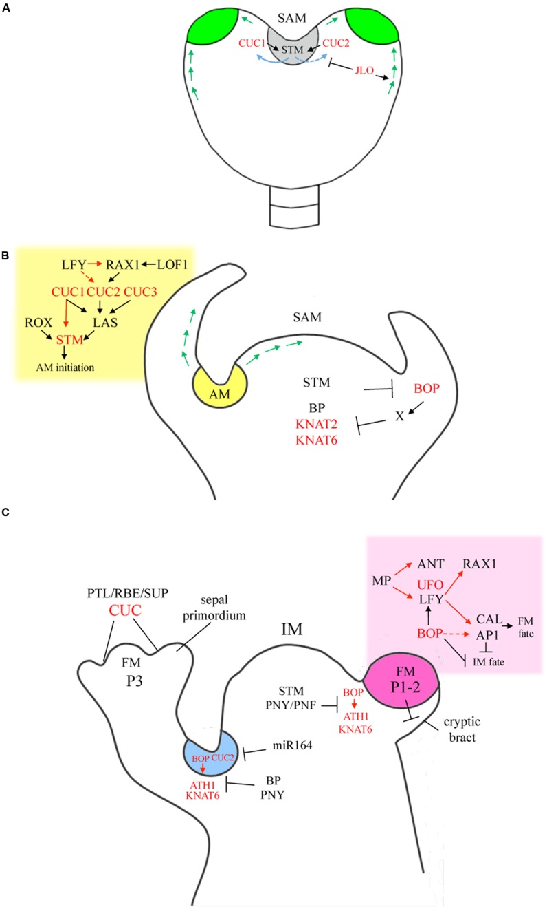 FIGURE 1