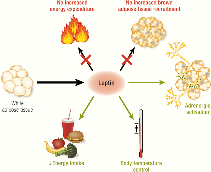 Graphical Abstract