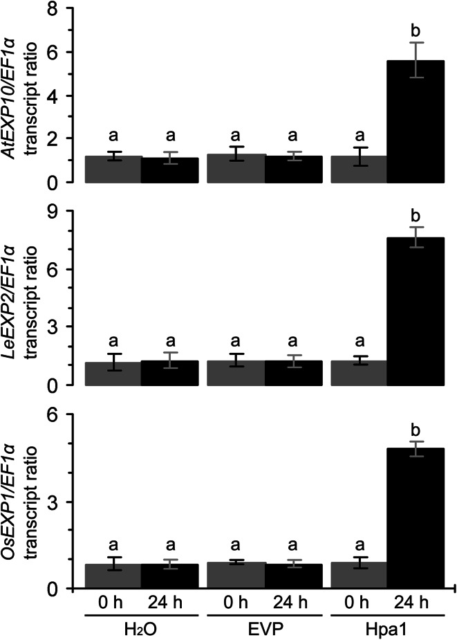 Fig. 5