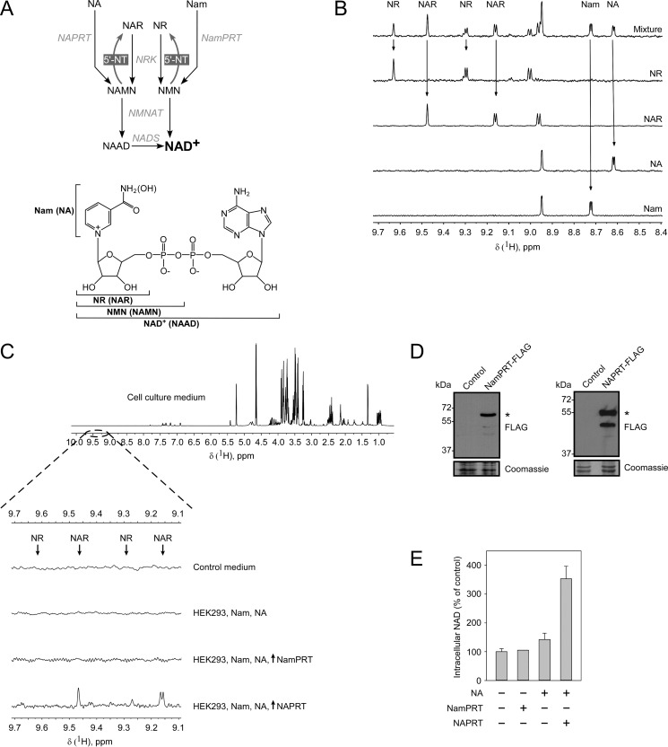 FIGURE 1.