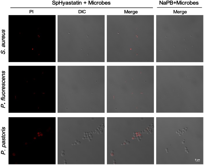 FIGURE 4