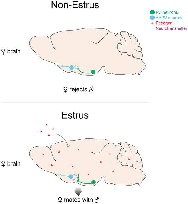 graphic file with name nihms-1542040-f0008.jpg