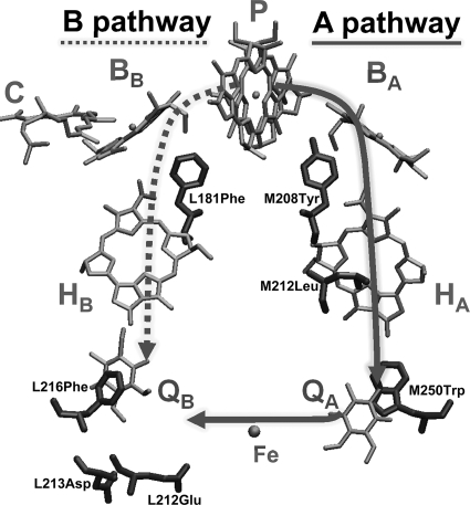 FIGURE 1.