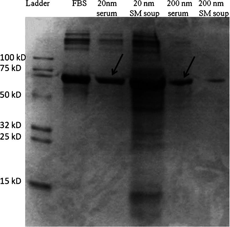 Fig. 8