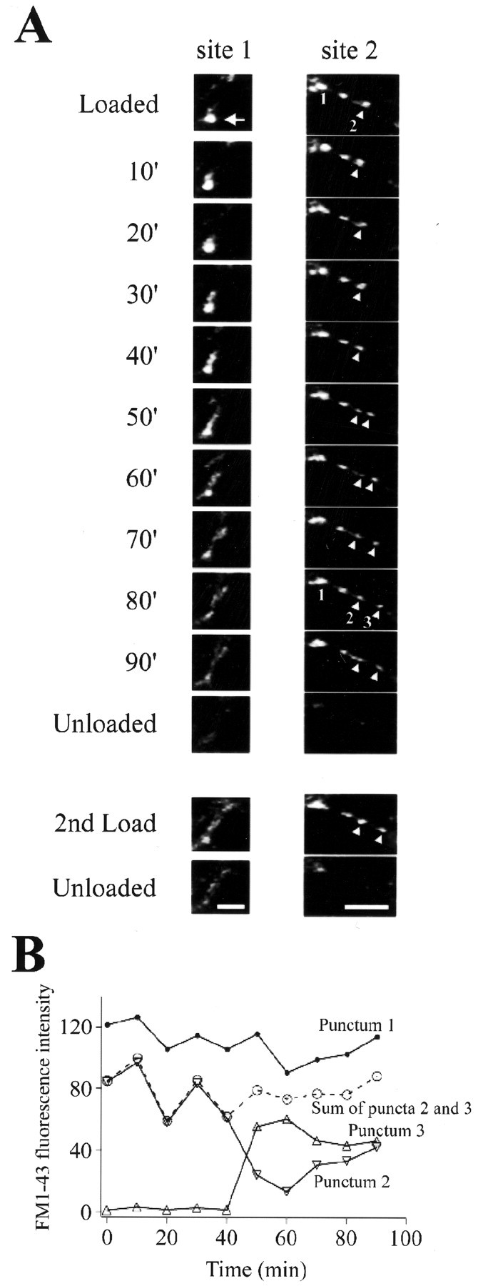 Fig. 5.