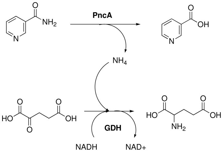 Scheme 2